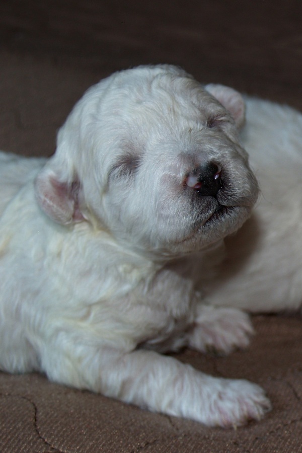 Bichon Frise Puppies in Oregon Bichon Frise Puppies Summer 2012
